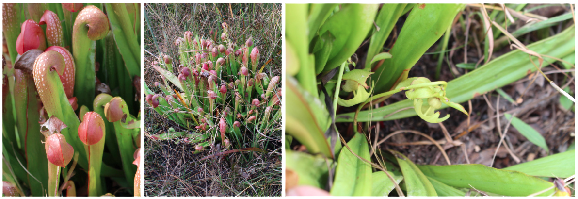 Hooded Pitcher Plant Collage