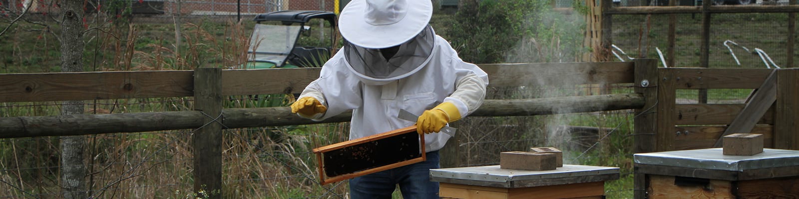 Person wearing a bee keeper suit working in the apiary.