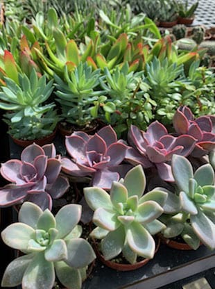 A photo of a collection of small potted succulents. 