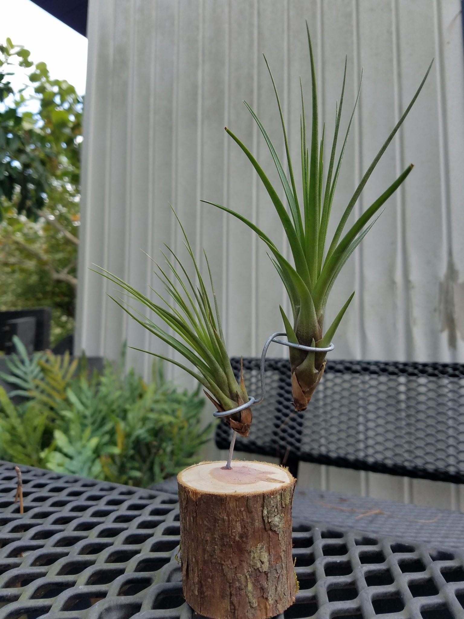 Plant Sales Arboretum and Sustainability Initiatives