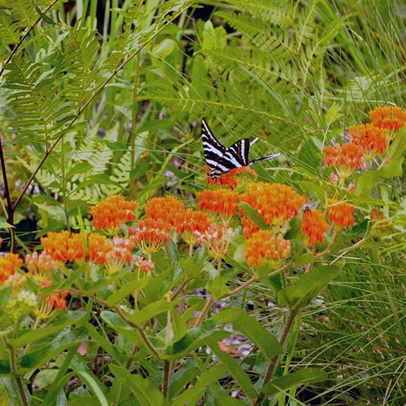 A black-and-white striped butterfly perched on bright orange flowers surrounded by green foliage.