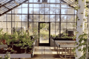 Interior of a greenhouse with potted plants on benches, sunlight streaming through large glass windows and door, and vertical planters in the foreground.