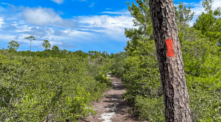 A dirt trail winds through dense green vegetation under a blue sky, with a tree in the foreground marked by a red rectangle.
